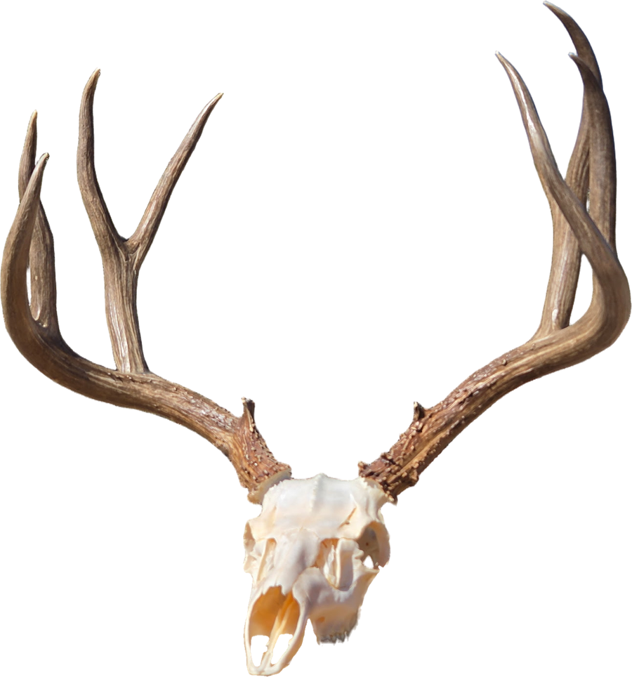 Bleached mule deer European mount with antlers
